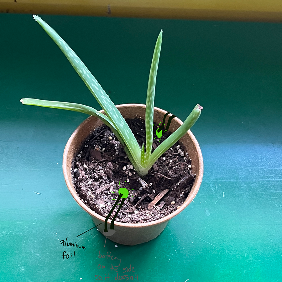 Added a light to a plant in the soil. I think the light might help the plant's growth